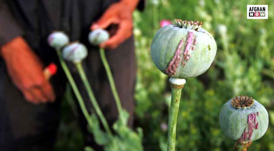افغانستان کې د تریاکو تولید زیات شوی سپینه ماڼۍ