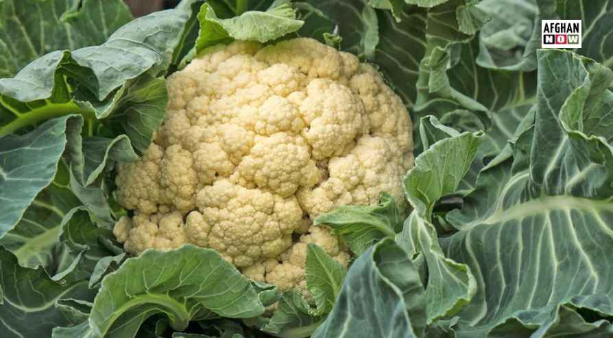 ګلپي خوړل شل روغتيايي ګټې لري