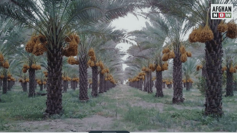 هلمند کې د خرما د القاح شویو ونوحاصلات سږکال زیات شوي دي