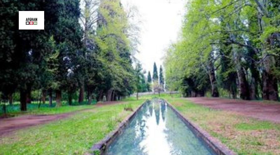 سږ کال ننګرهار کې د زيتنو حاصلات د تېر کال په پرتله زیات شوي دي