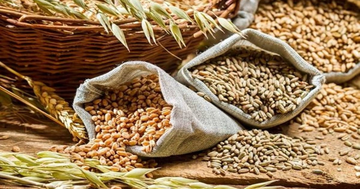 افغانستان ته زرګونه ټنه نور غنم لېږدوي