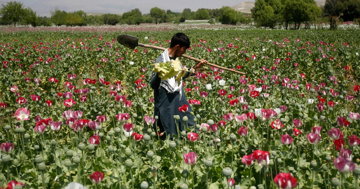 پوسټ په افغانستان کې د نشه يي توکو کاروبار په ډېرېدو دی