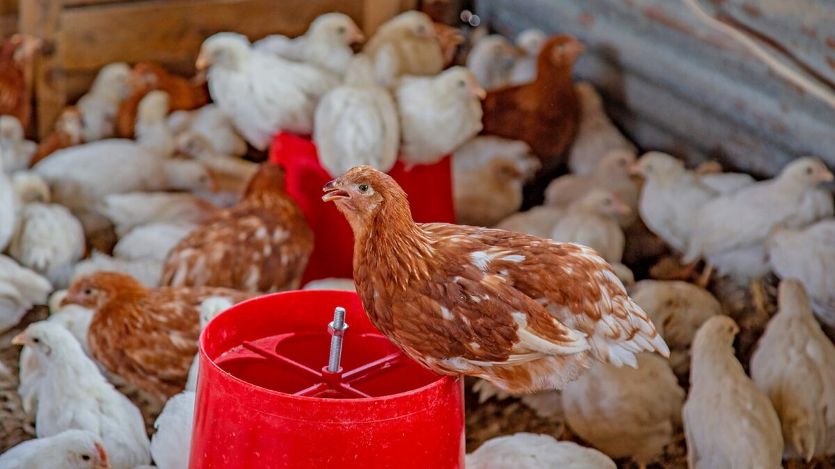 P13 Bird Flu scaled 1200x675 1