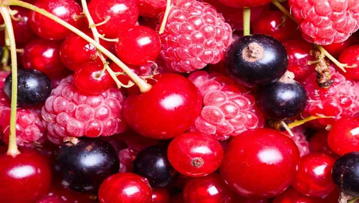 depositphotos 48721829 stock photo blackberry