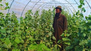 agriculture