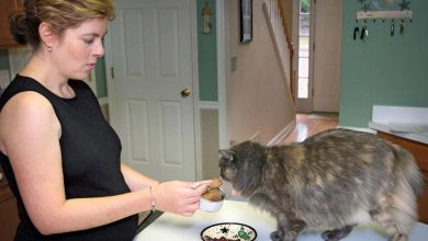 toxoplasmosis