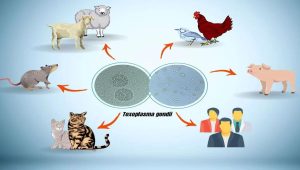 toxoplasmosis1