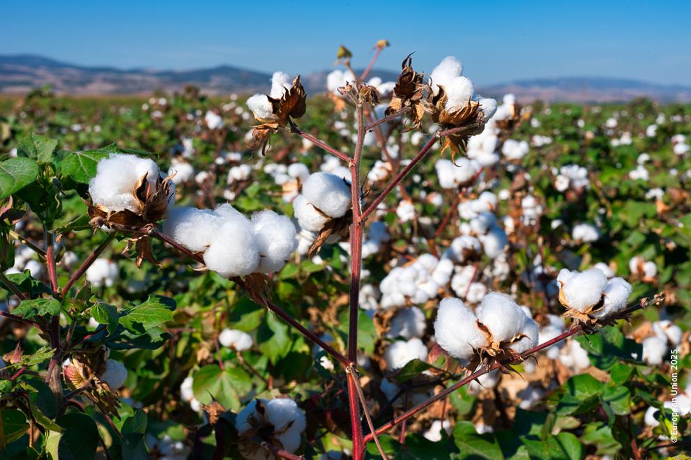 cotton field