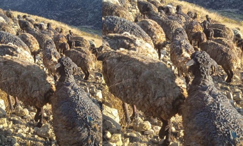 خوست کې اولګېدنه؛ د ۳۰۰ څارويو سوځېدل او مالدارانو ته درانه مالي زیانونه