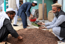 جلغوزیو حاصلات په نورستان او کاپیسا کې زیات شوي