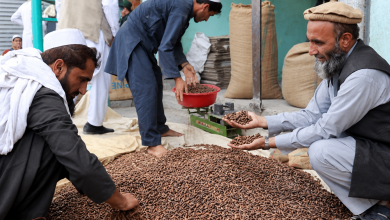 جلغوزیو حاصلات په نورستان او کاپیسا کې زیات شوي