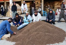 خوست کې جلغوزي؛ حاصلات زیات شوي، خو سوداګر د صادراتو اسانتیاوې غواړي