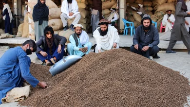 خوست کې جلغوزي؛ حاصلات زیات شوي، خو سوداګر د صادراتو اسانتیاوې غواړي