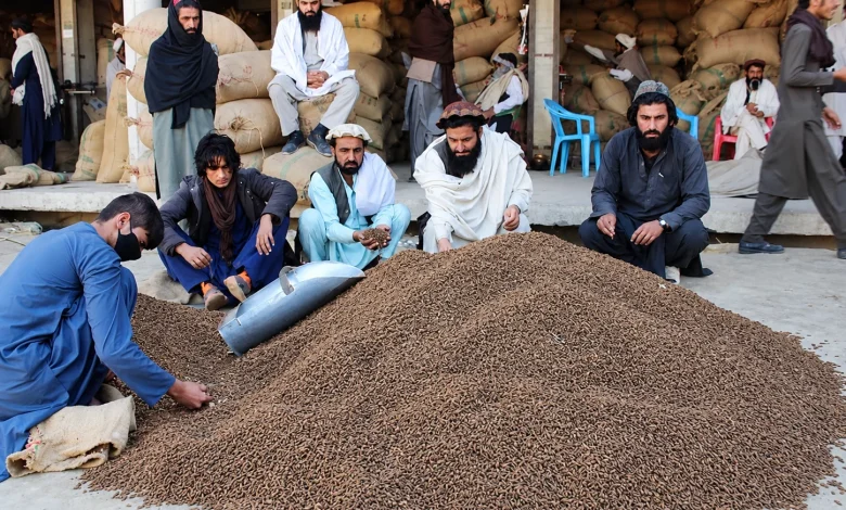 خوست کې جلغوزي؛ حاصلات زیات شوي، خو سوداګر د صادراتو اسانتیاوې غواړي
