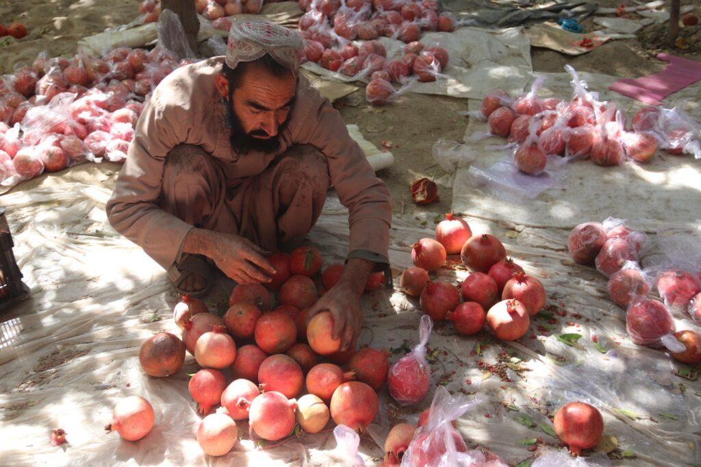 Pomegranate 4 1024x682 1
