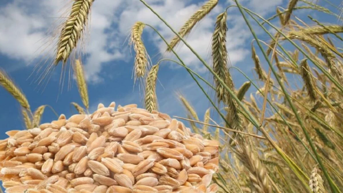 First time Turkey ordered 50000 tonnes of wheat from India prices up by 15 1200x675 1