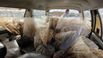 opium drugs afghanistan taliban gettyimages 1237443234