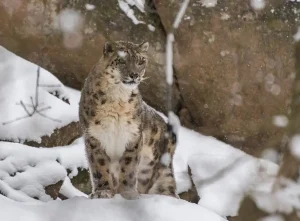 first ever survey shows india home to 718 snow leopards