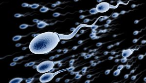 sperm