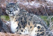 Afghan 2025 11 18T095350.339