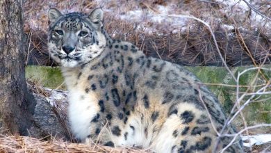 Afghan 2025 11 18T095350.339