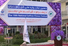هرات کې د زعفرانو کلنی نندارتون جوړ شوی