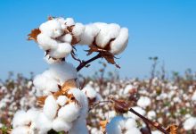 افغانستان کې د پنبې حاصلات؛ په ۲۰۲۵ کال کې د ۱۰۰ زره ټنه صادراتو ریکارډ