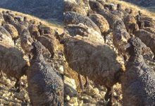 خوست کې اولګېدنه؛ د ۳۰۰ څارويو سوځېدل او مالدارانو ته درانه مالي زیانونه