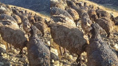 خوست کې اولګېدنه؛ د ۳۰۰ څارويو سوځېدل او مالدارانو ته درانه مالي زیانونه